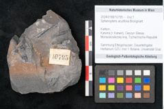 Foto (Objekt + Etikett) von Sphenopteris acutifolia Brongniart (NHMW-GEO-2024-0188-10795)